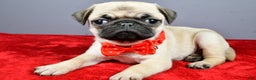 Pug dogs for sale: Tommy - Ad 1