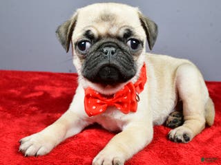 Pug dogs Tommy - Ad 13
