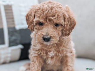 Bichpoo dogs - Ad 38