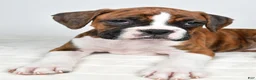 Boxer dogs for sale: Dinah - Ad 4