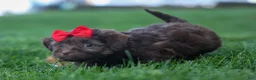 Havapoo dogs for sale: OLIVER - Ad 9