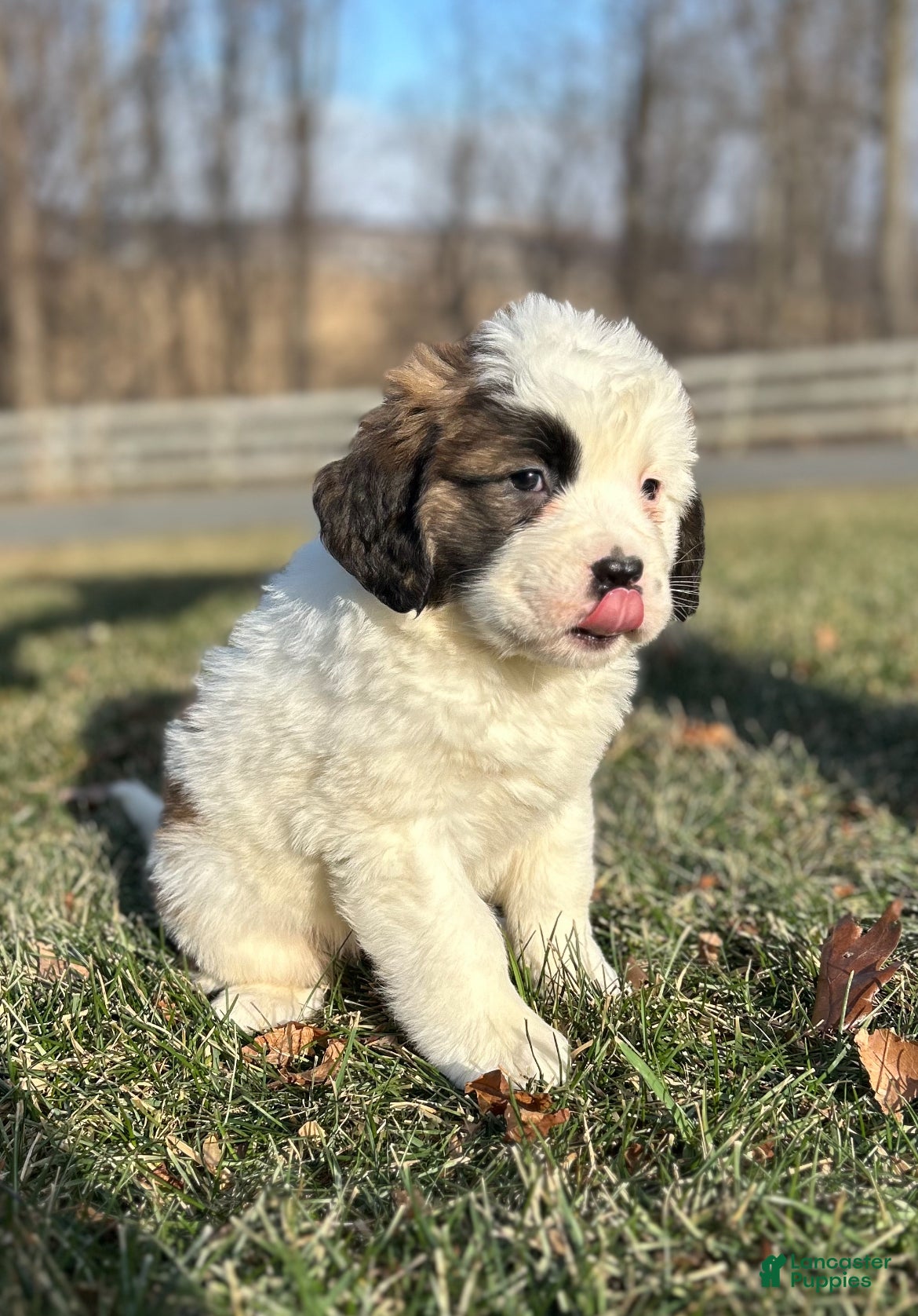 Saint Bernard dogs Winter - Ad 24