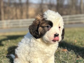 Saint Bernard dogs Winter - Ad 23