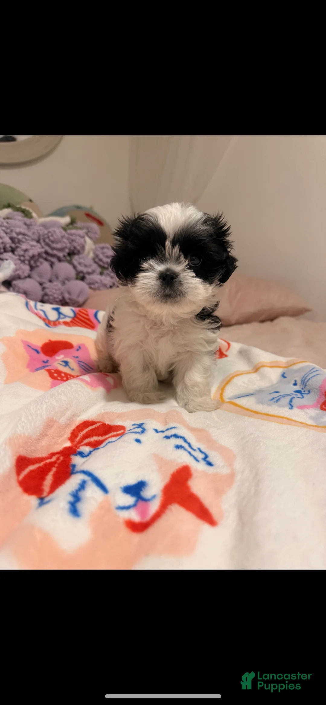 Shih Tzu dogs for sale: Shih Tzu 1 - Ad 1