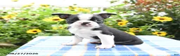Boston Terrier dogs for sale: Rascal - Ad 2