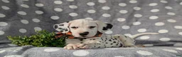 Dalmatian dogs for sale: Kagan - Ad 8