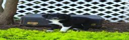 Border Collie dogs for sale: Lassie - Ad 1