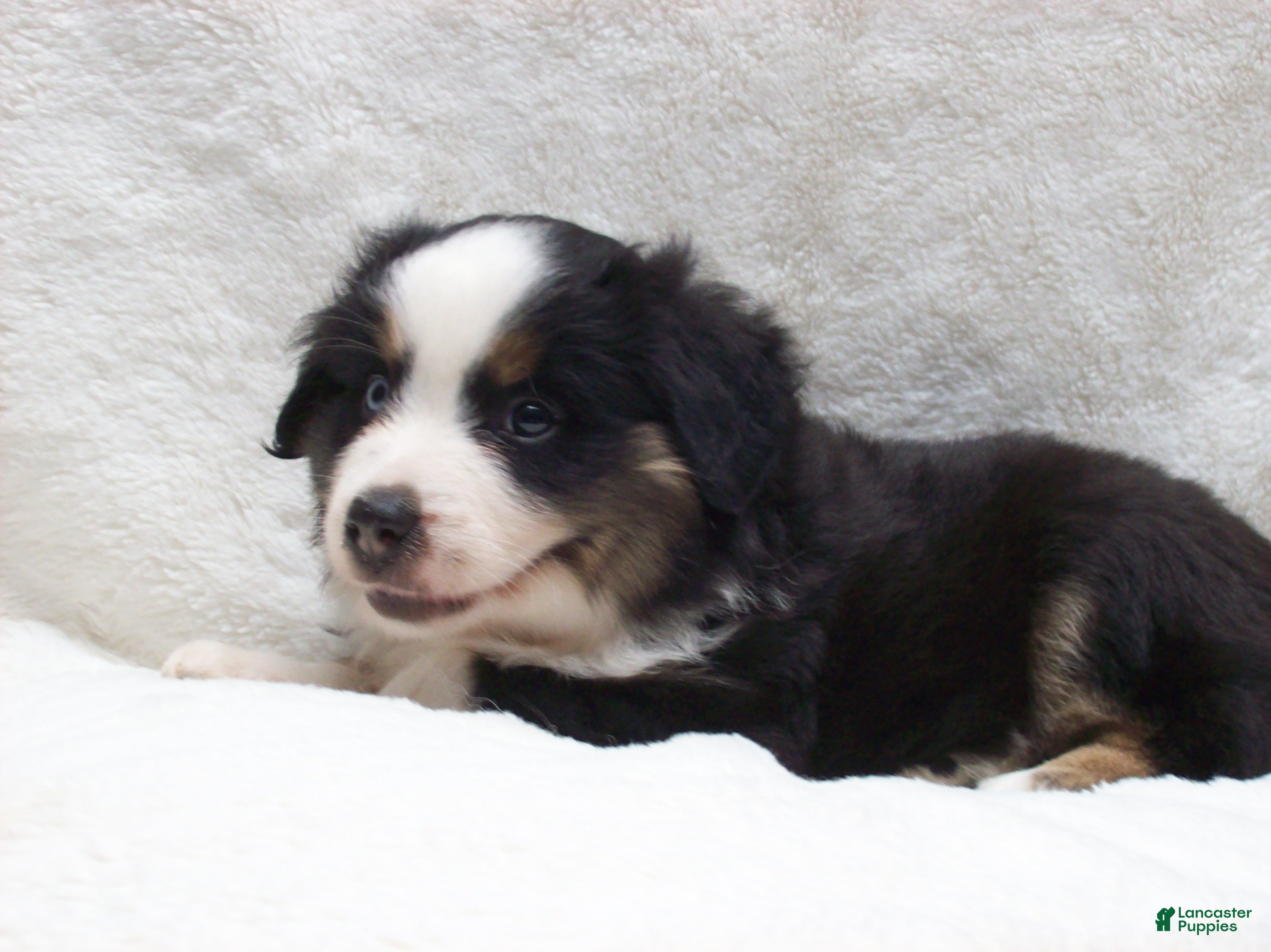 Miniature Australian Shepherd dogs for sale: Buster - Ad 3