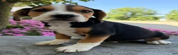 Beabull dogs for sale: Toby - Ad 5