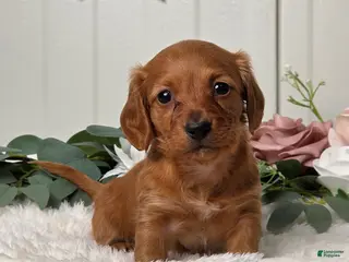 Miniature Dachshund dogs for sale: Jenny - Ad 2