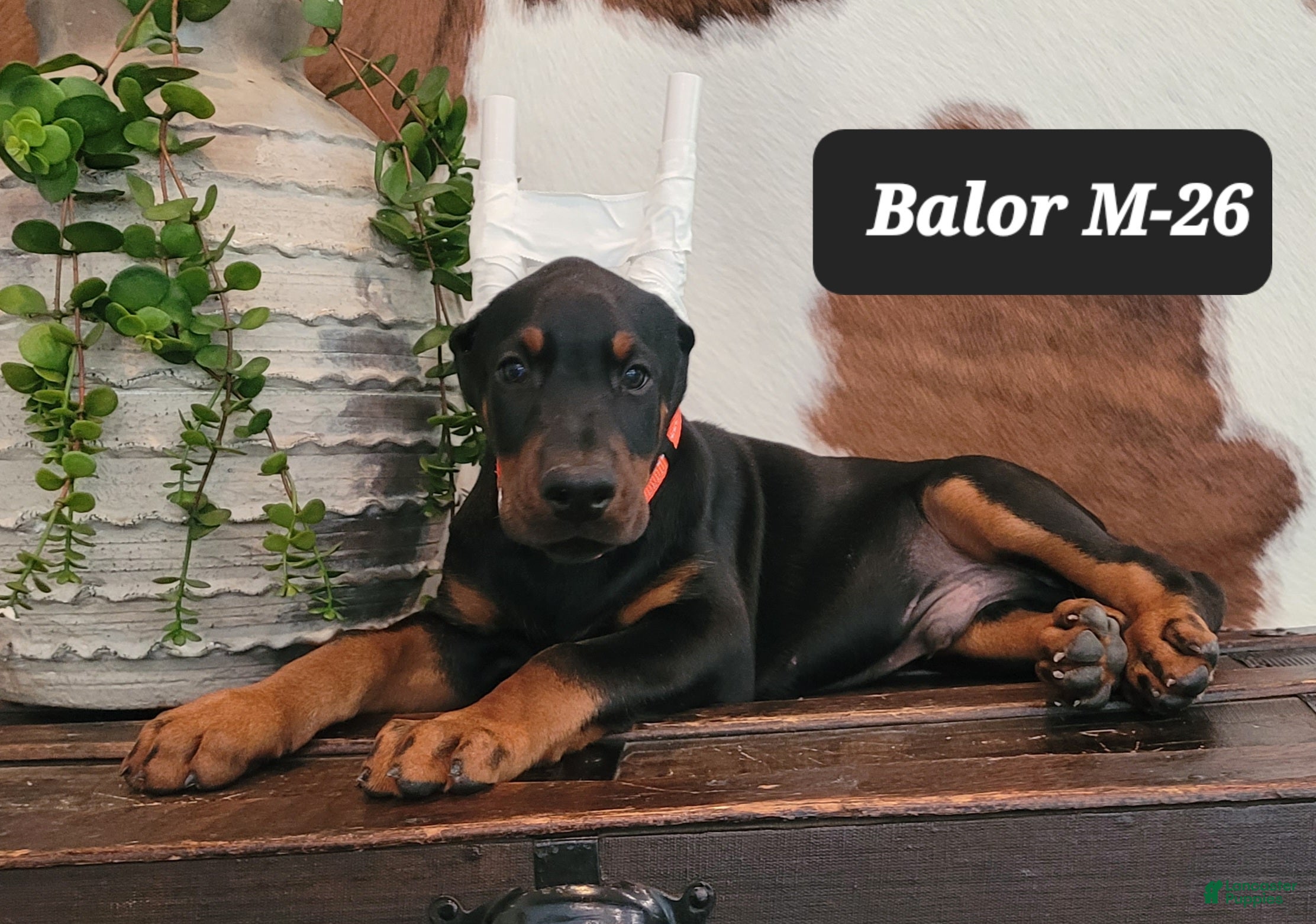 Doberman Pinscher dogs BALOR - Ad 31