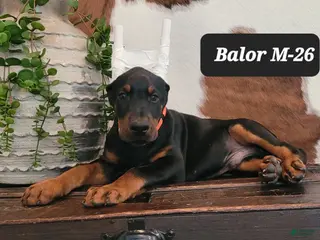 Doberman Pinscher dogs BALOR - Ad 31