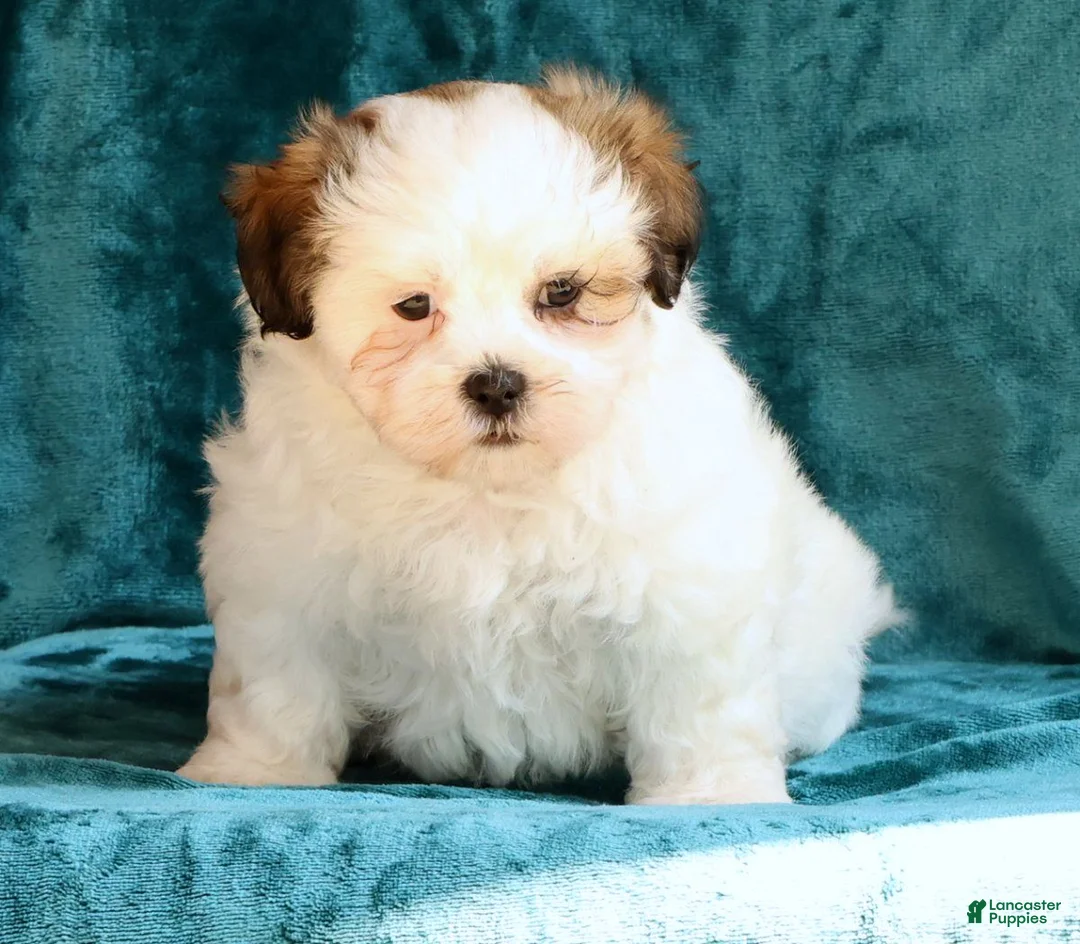 Malshi dogs for sale: Blossom - Ad 2