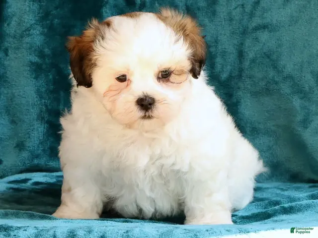 Malshi dogs for sale: Blossom - Ad 2