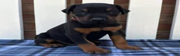 Doberman Pinscher dogs for sale: Zeus - Ad 4