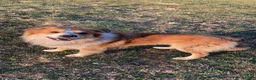 English Shepherd dogs for stud: Buck  - Ad 5