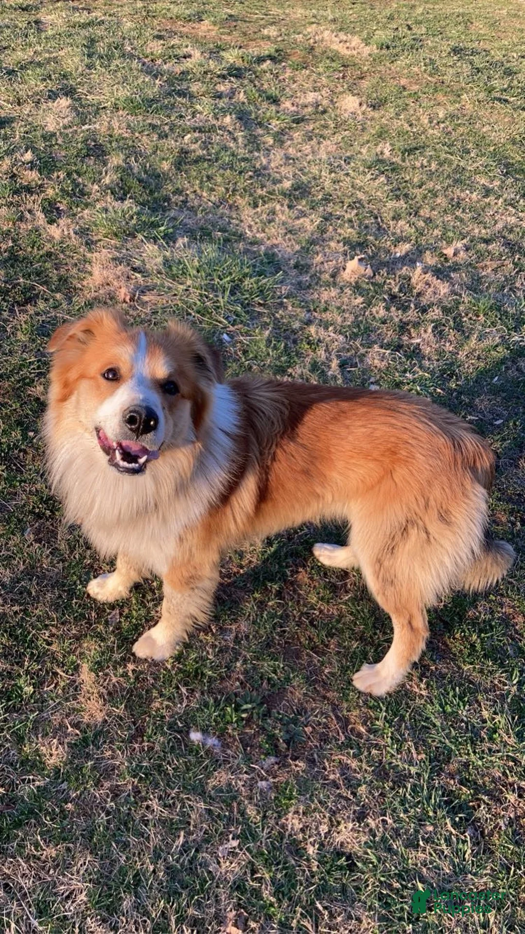 English Shepherd dogs for stud: Buck  - Ad 5