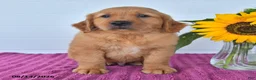 Golden Retriever dogs for sale: Caleb - Ad 3
