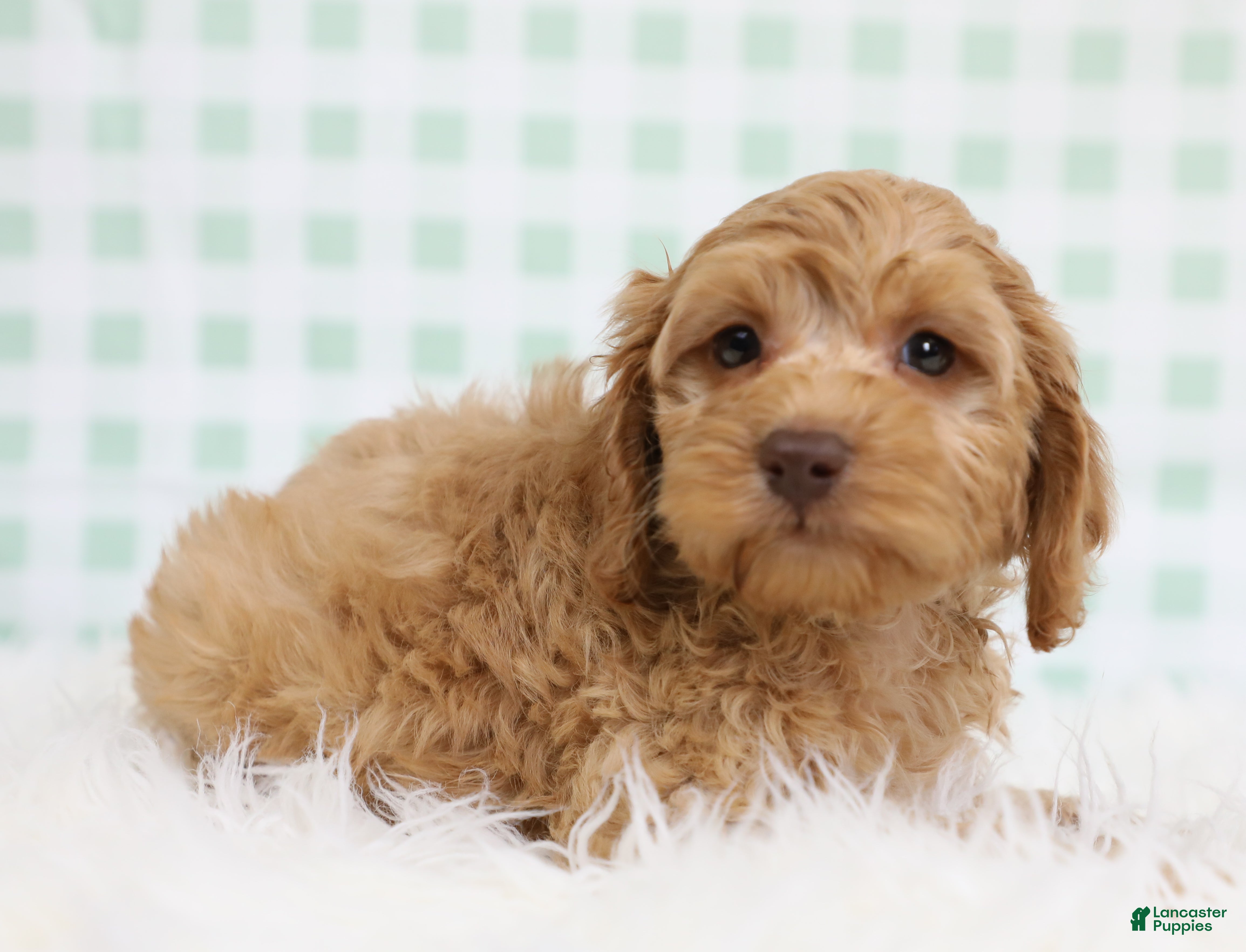 Cockapoo dogs for sale: Nemo 🐟 - Ad 2