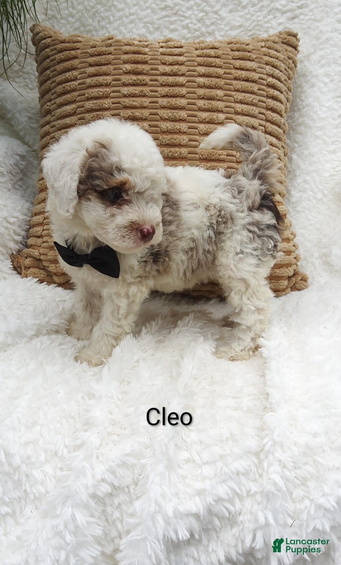 Mini Bernedoodle dogs Cleo - Ad 16
