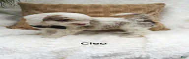 Cleo