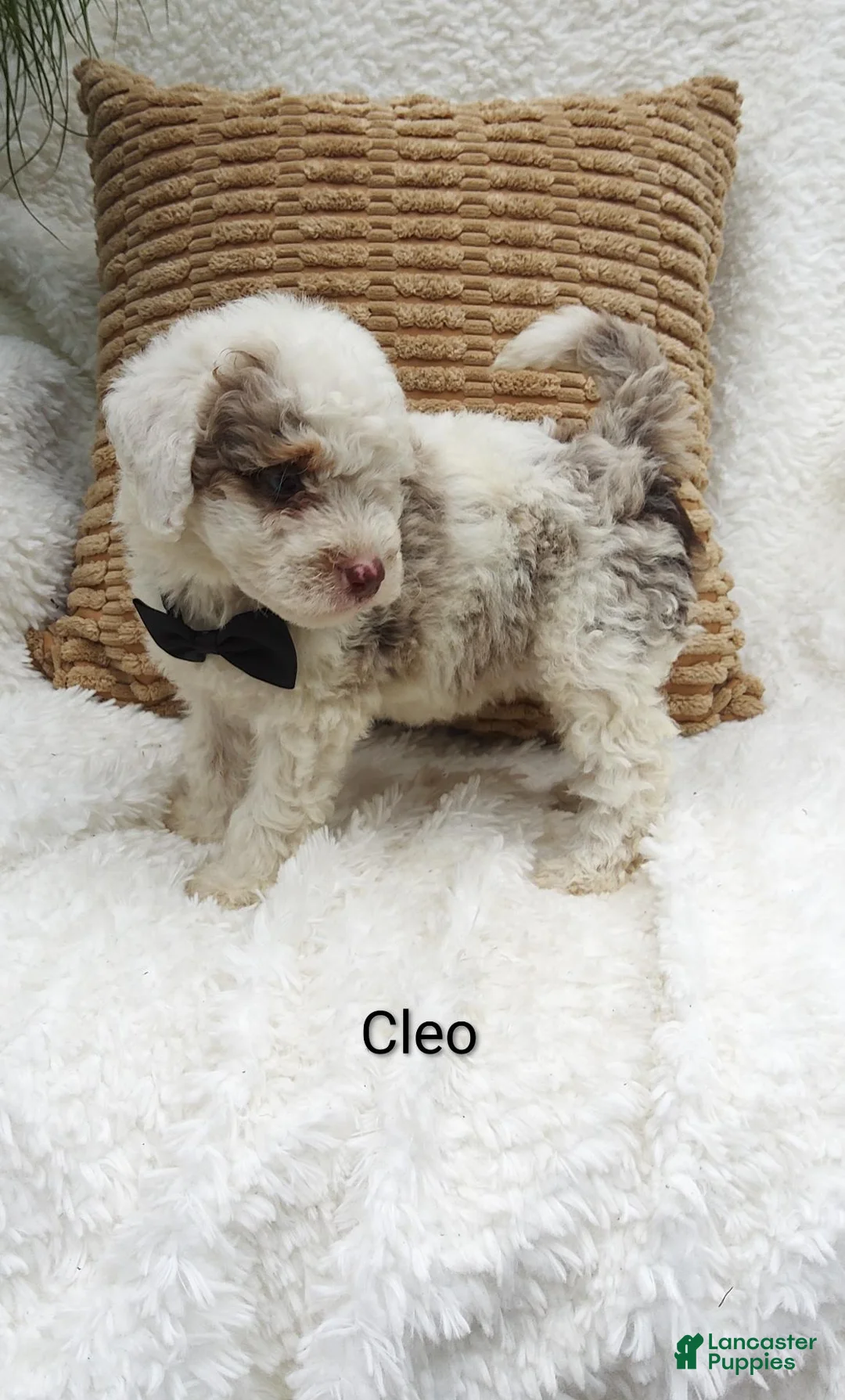 Mini Bernedoodle dogs for sale: Cleo - Ad 1