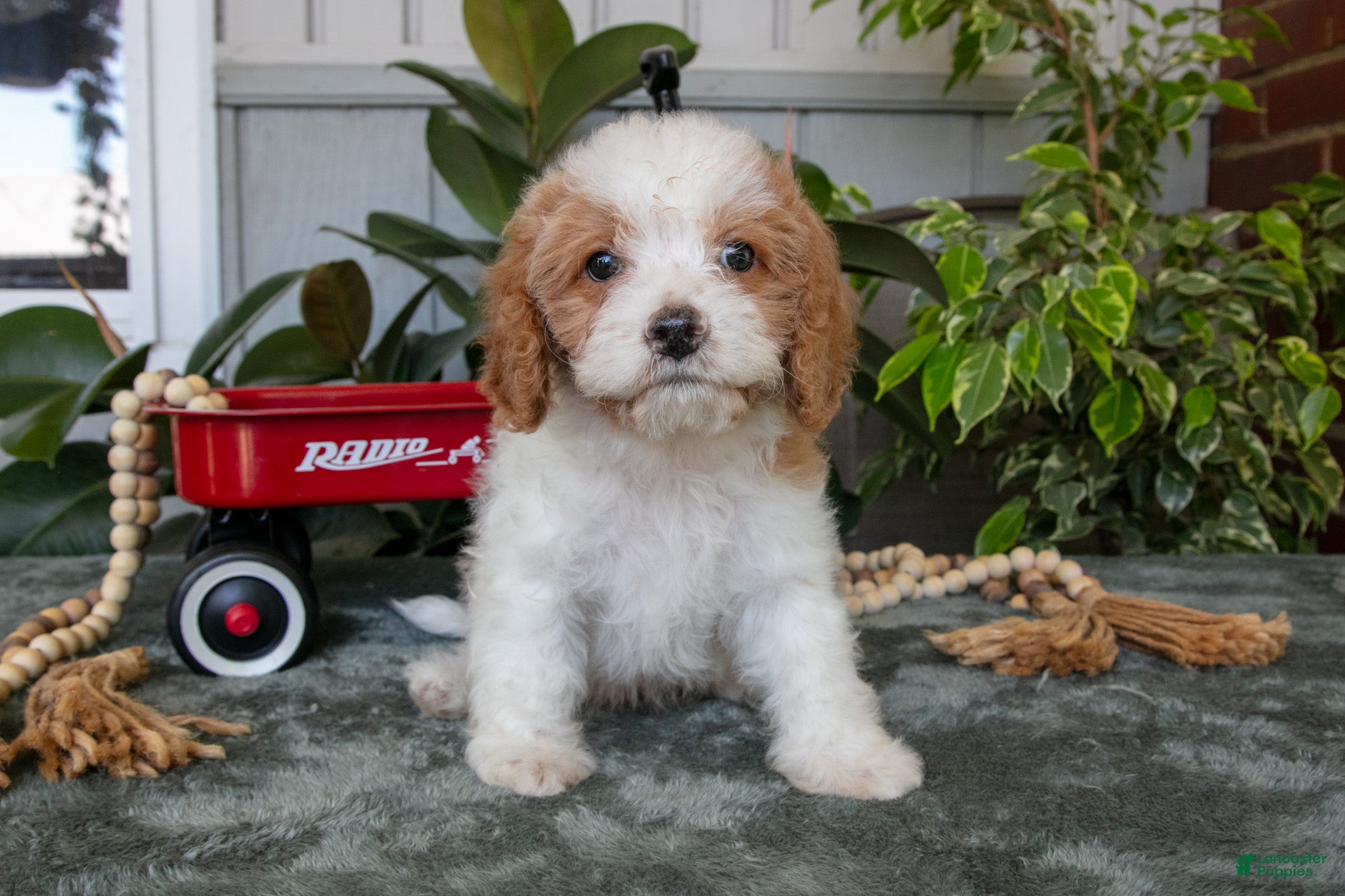 Cavapoo dogs Buster - Ad 1