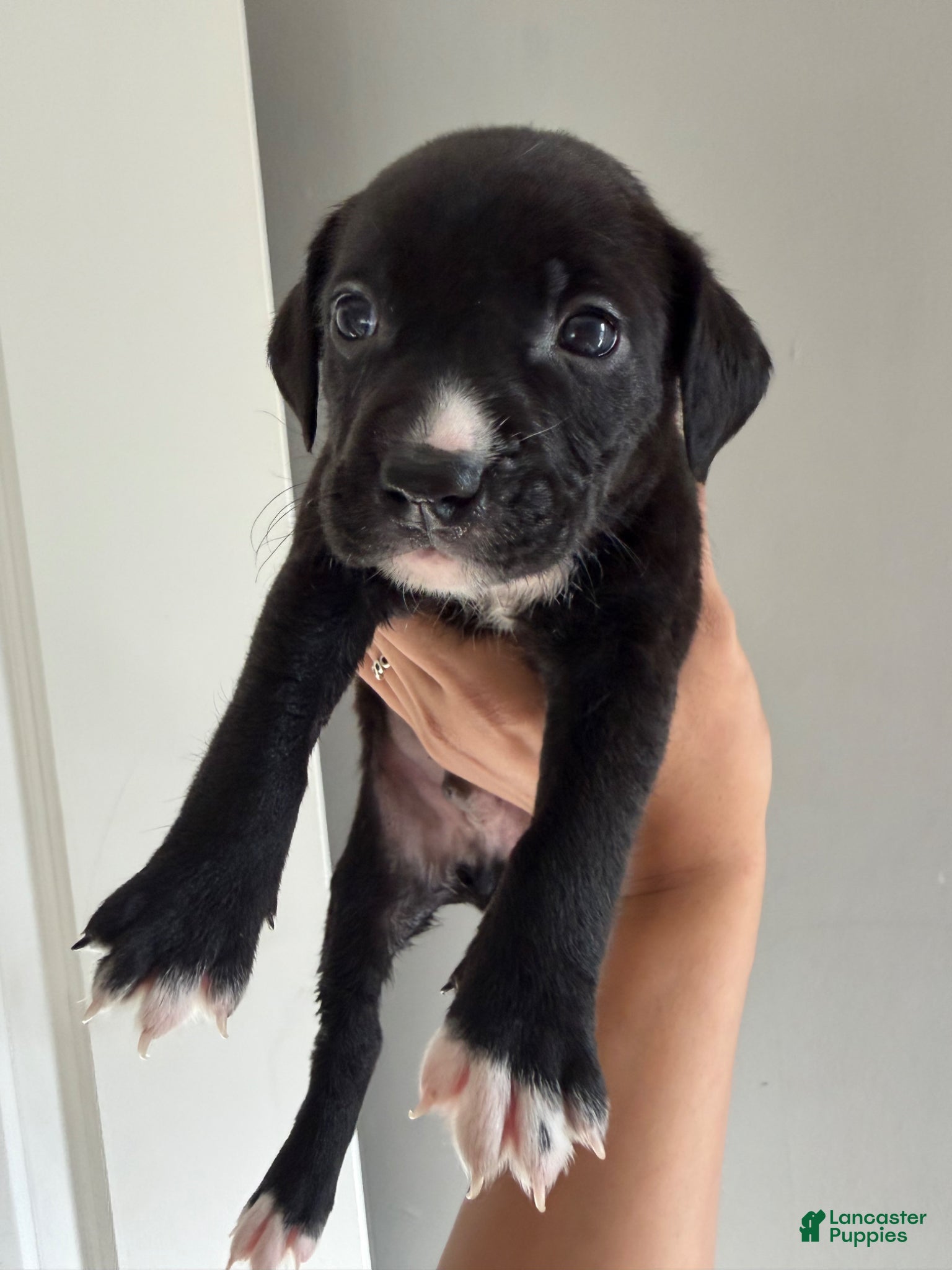 Mixed Breed dogs Mixed Breed Puppy 3 - Ad 24