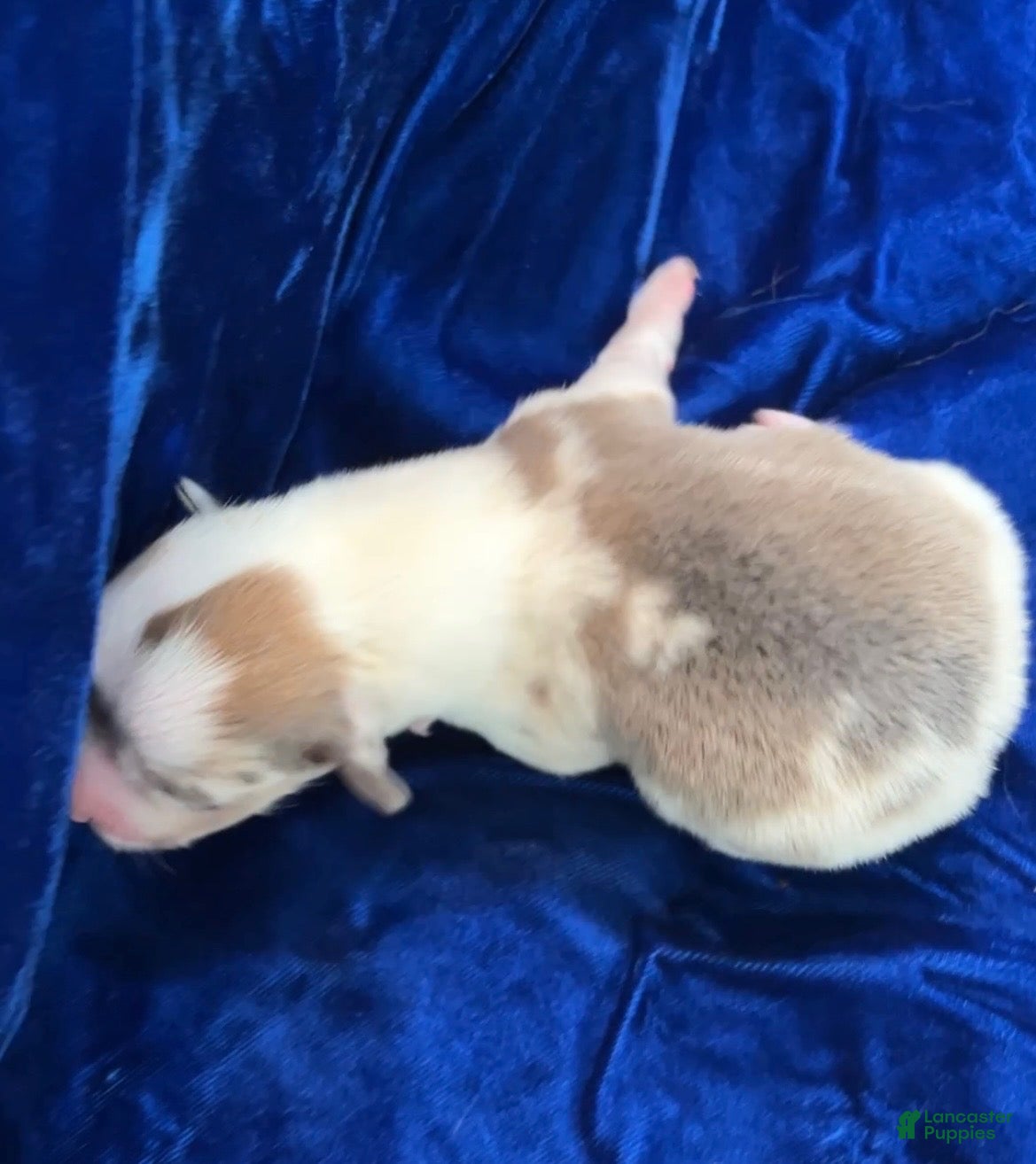 Welsh Corgi Pembroke dogs Welsh Corgi Pembroke Male - Ad 2