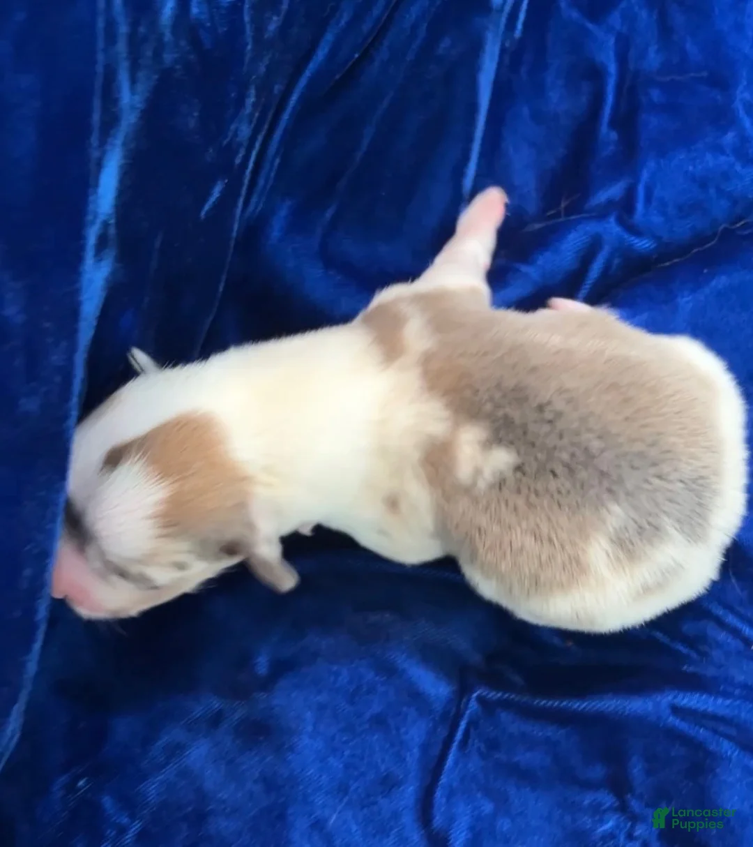 Welsh Corgi Pembroke dogs for sale: Welsh Corgi Pembroke Male - Ad 2