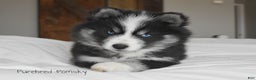 Pomsky dogs for sale: Nitro - Ad 4