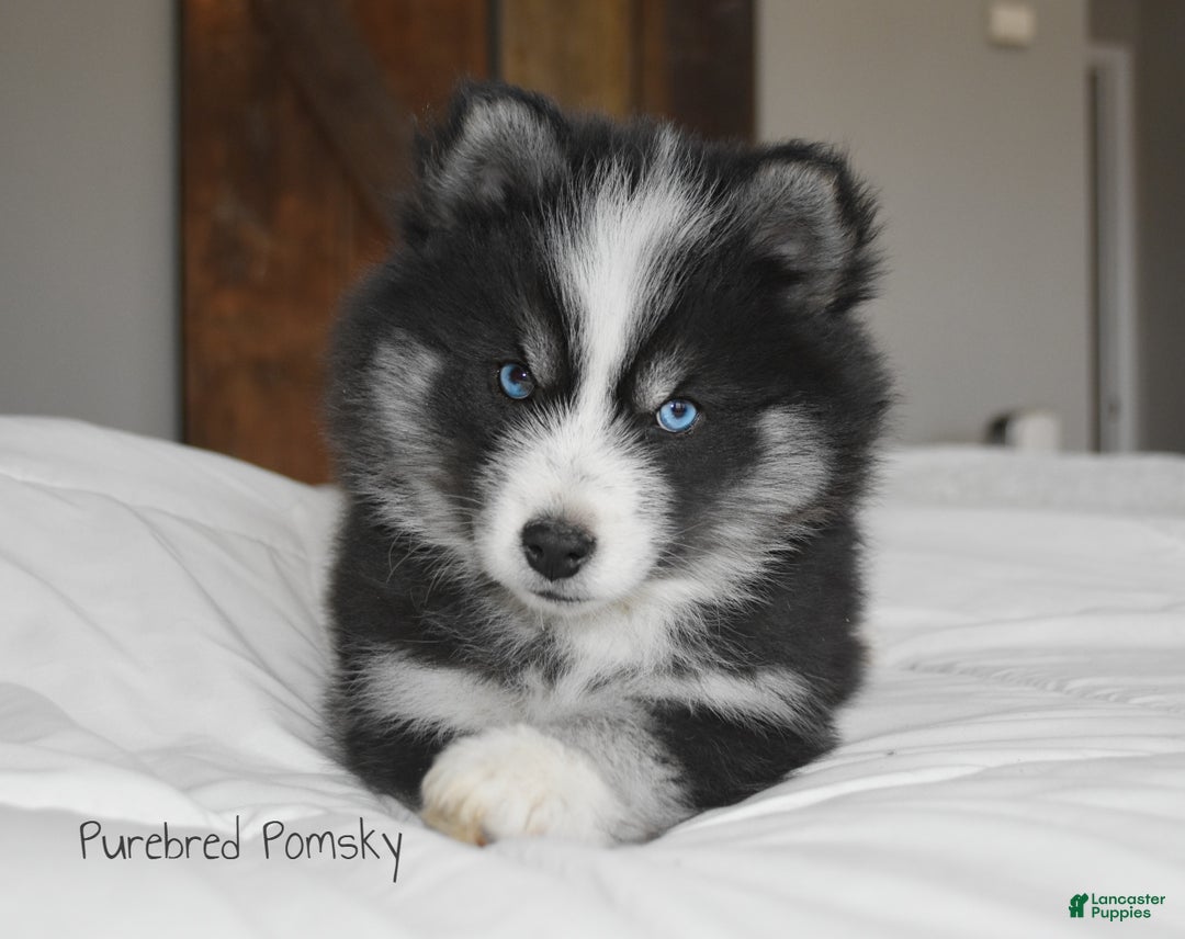 Pomsky dogs for sale: Nitro - Ad 4