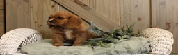 Cavalier King Charles Spaniel dogs for sale: Max - Ad 4