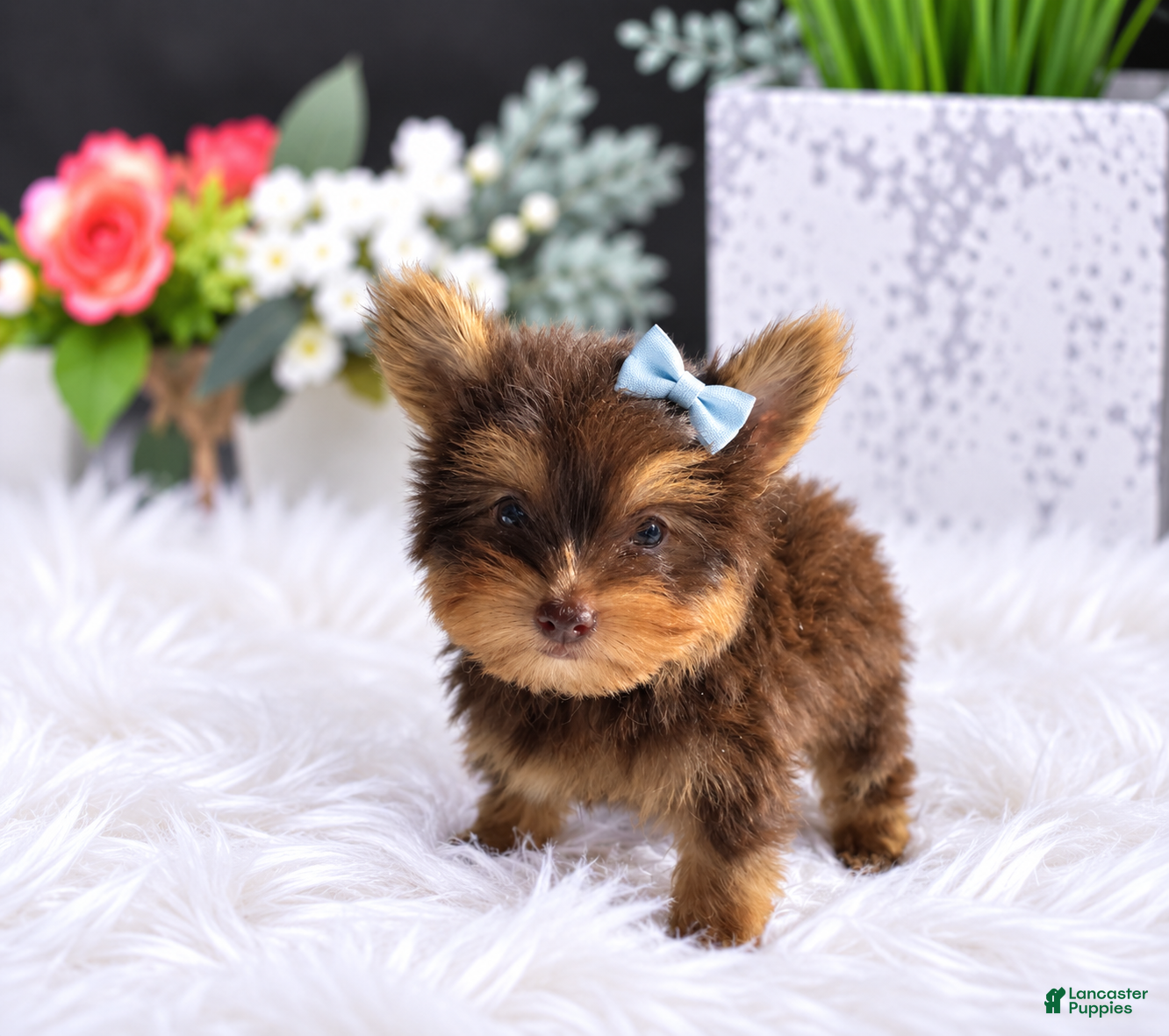 Yorkshire Terrier dogs Chocolate Yorkshire Terrier 1 - Ad 2