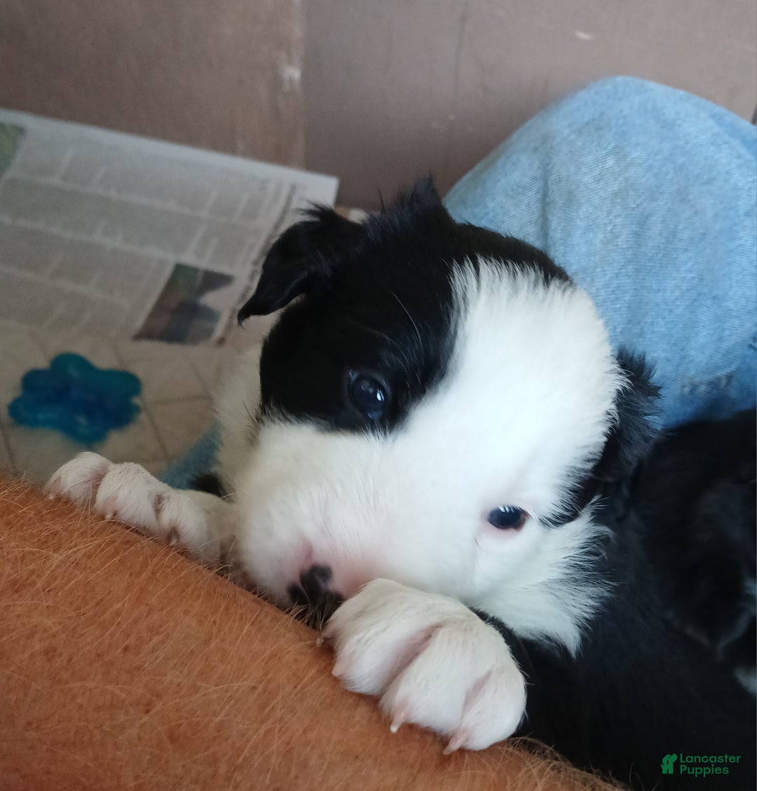 Mixed Breed dogs for sale: Border Collie Blend - Black and White - Ad 2