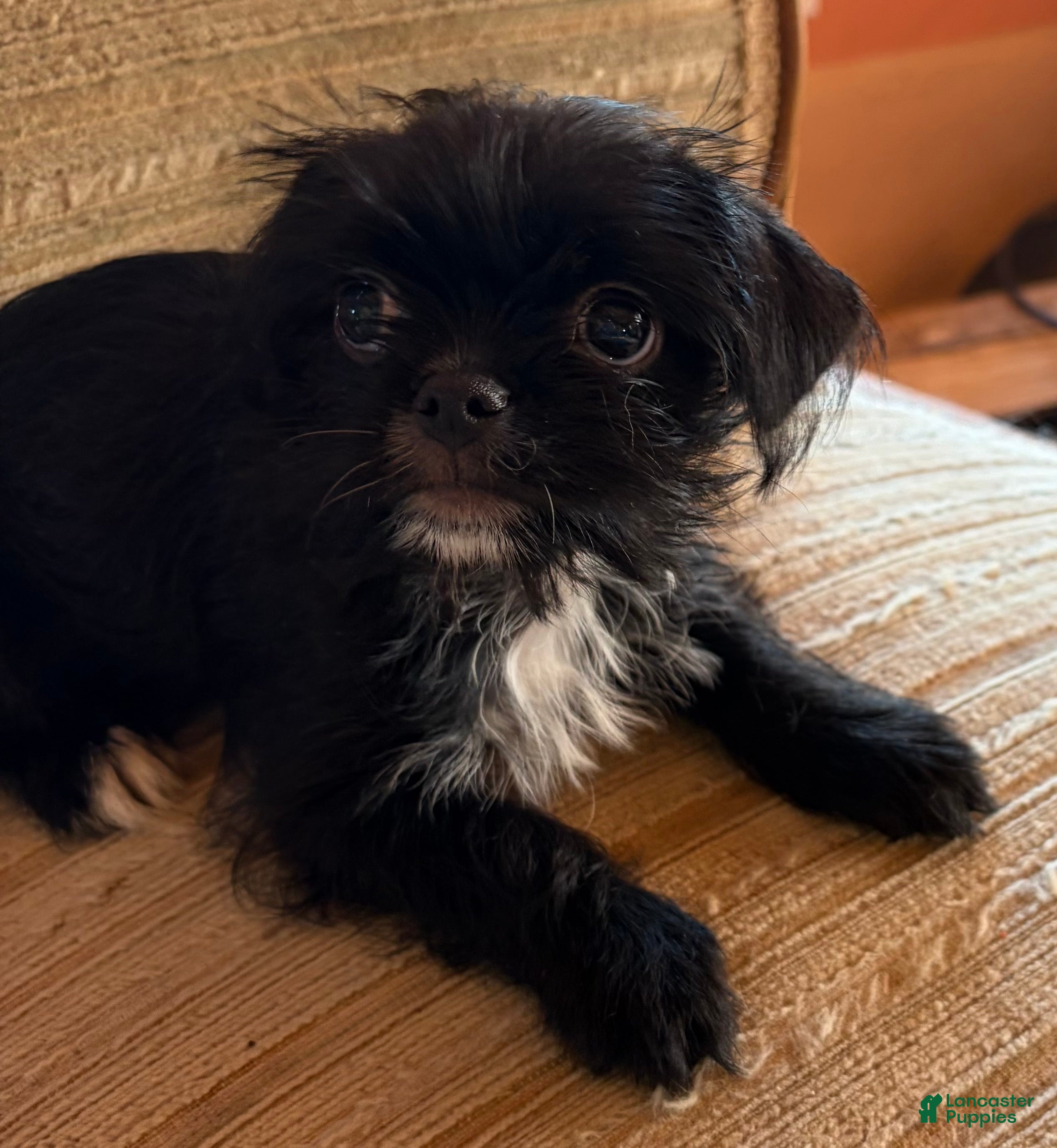 Mixed Breed dogs Mixed Breed 1 - Ad 2