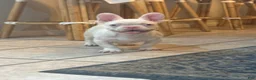 French Bulldog dogs for sale: Pinkey  - Ad 3