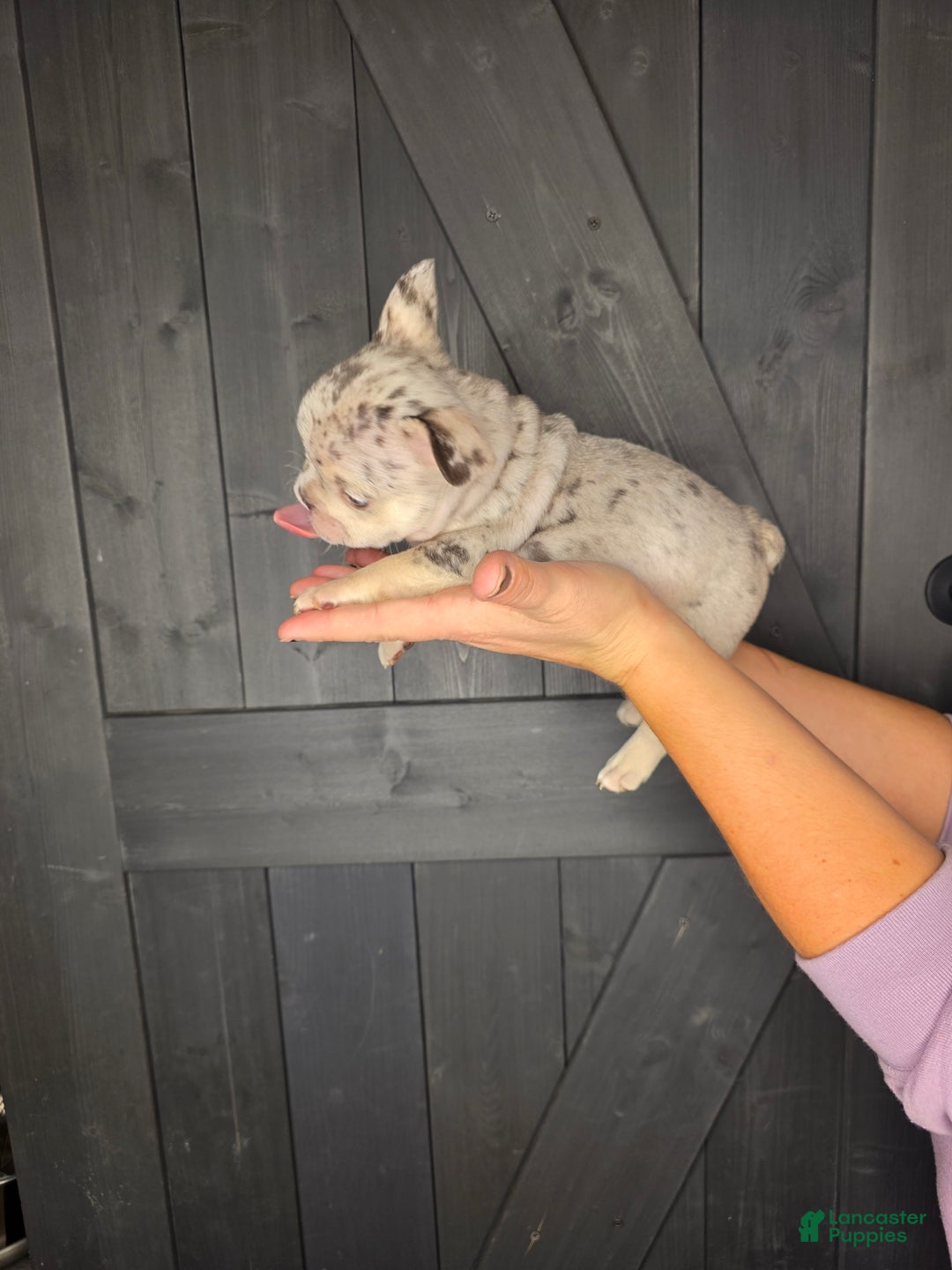 French Bulldog dogs for sale: French Bulldog Puppy 2 - Ad 7