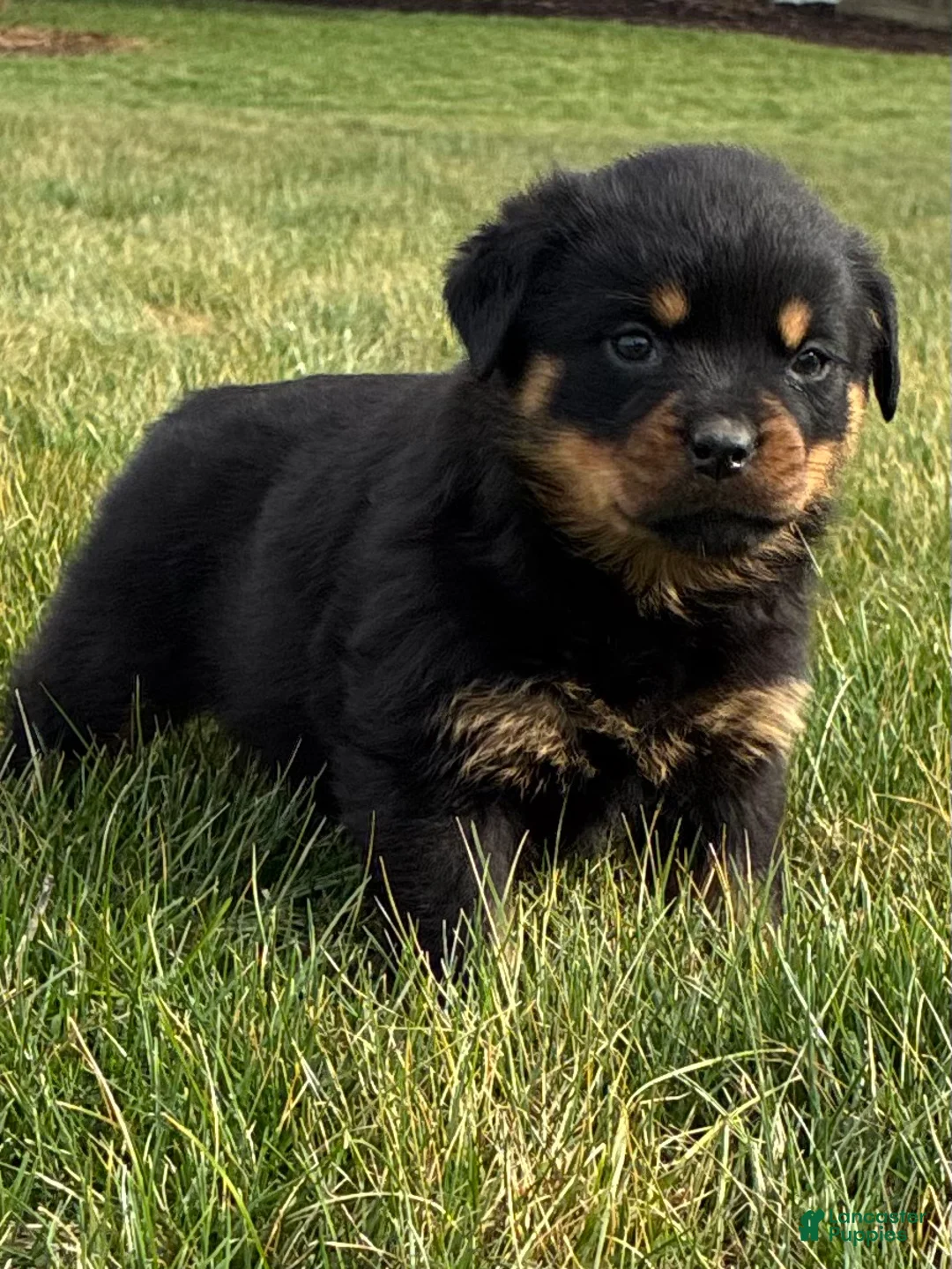 Rottweiler dogs for sale: Bexley - Ad 1