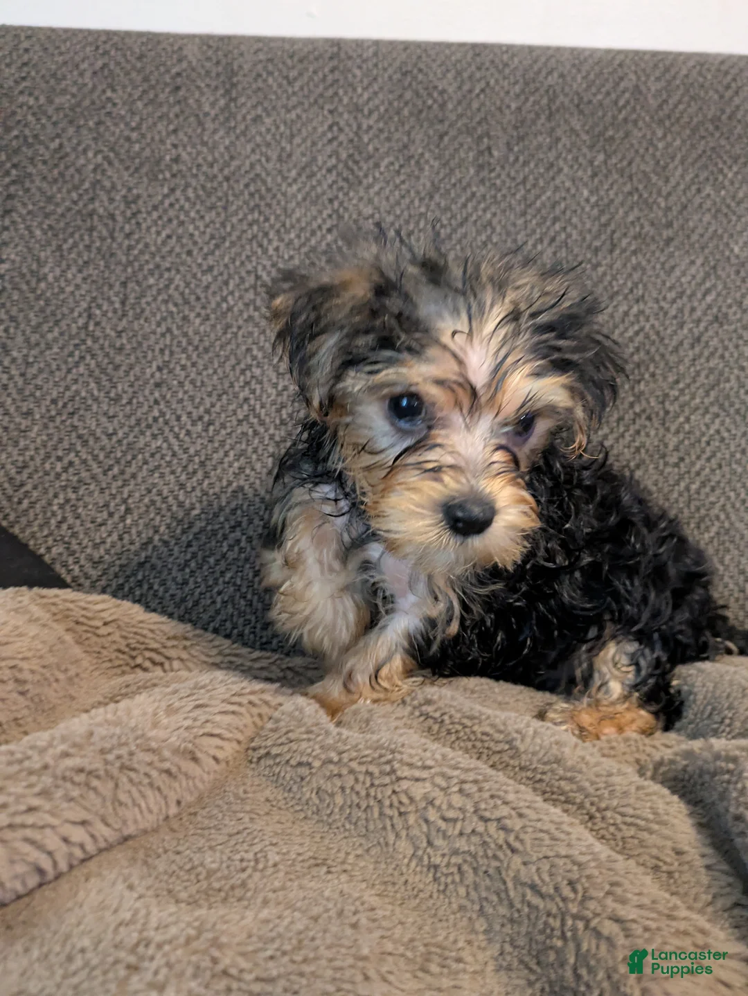Yorkshire Terrier dogs for sale: Bubbles - Ad 2