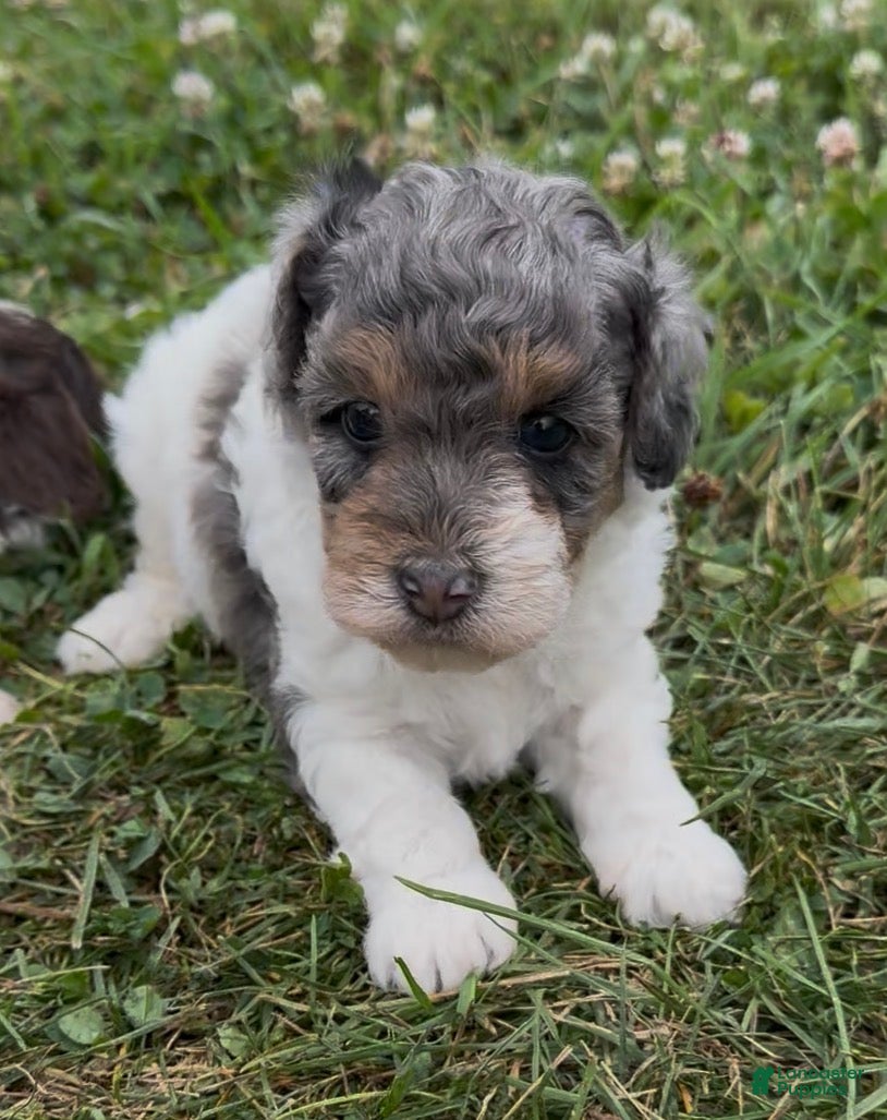 Miniature Poodle dogs Priscilla - Ad 1