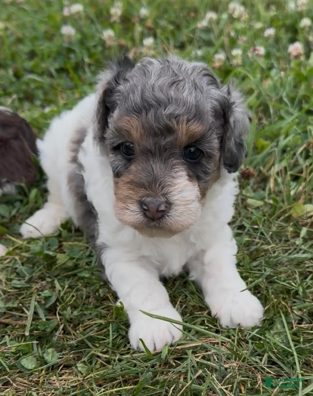 Miniature Poodle dogs for sale: Priscilla - Ad 1