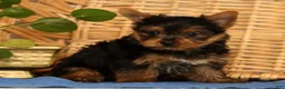 Yorkshire Terrier dogs for sale: Zane - Ad 5