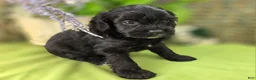 Cavapoo dogs for sale: Trigger - Ad 19
