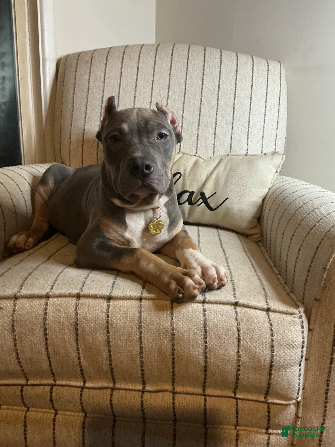 American Bully dogs for sale: Pablo - Ad 4