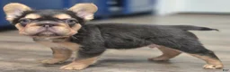 French Bulldog dogs for sale: ✨️🍫Kadafi🍫✨️ - Ad 4