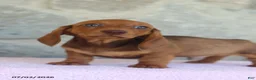 Miniature Dachshund dogs for sale: Wade - Ad 2