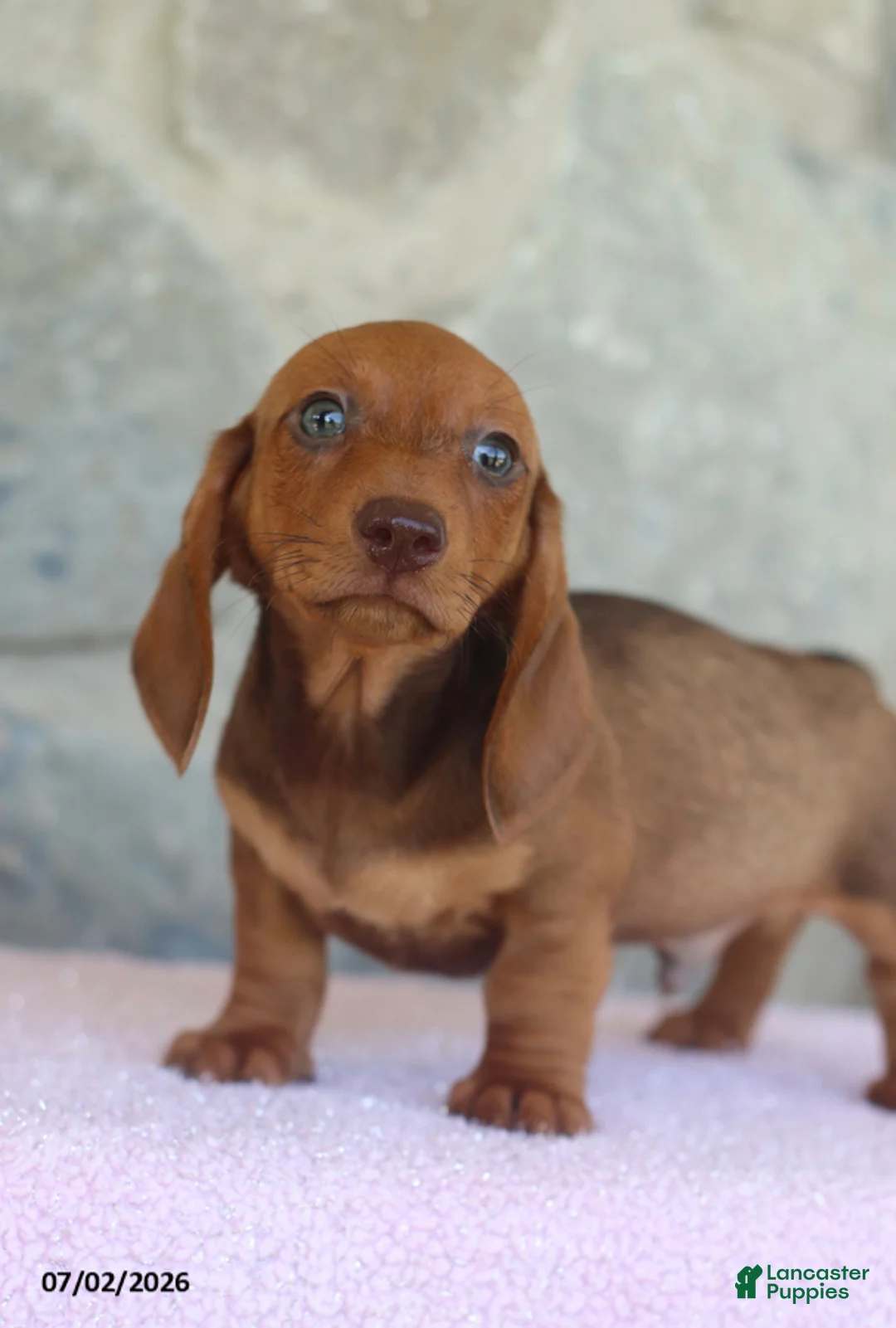 Miniature Dachshund dogs for sale: Wade - Ad 2
