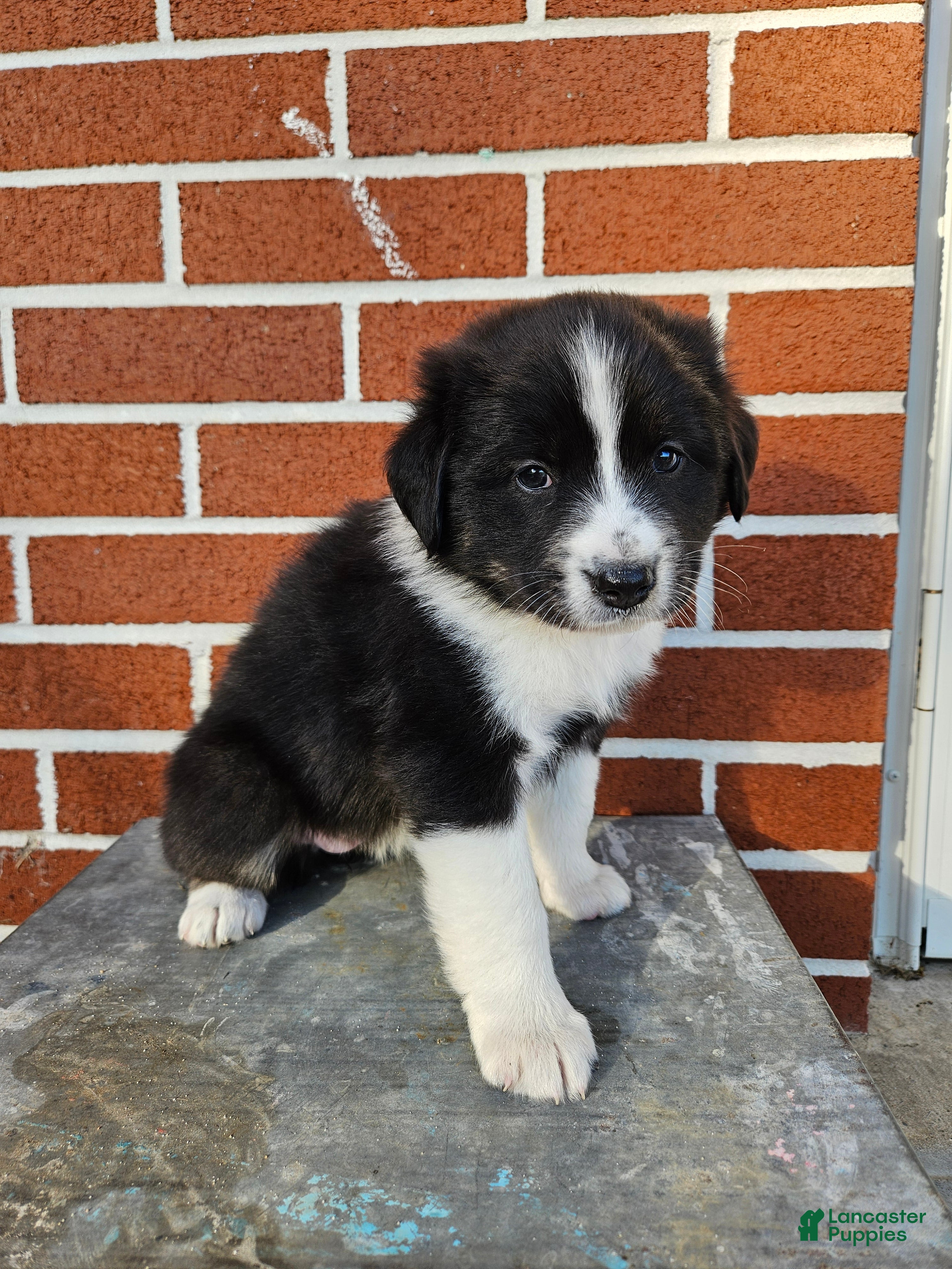 Mixed Breed dogs Twix - Ad 20