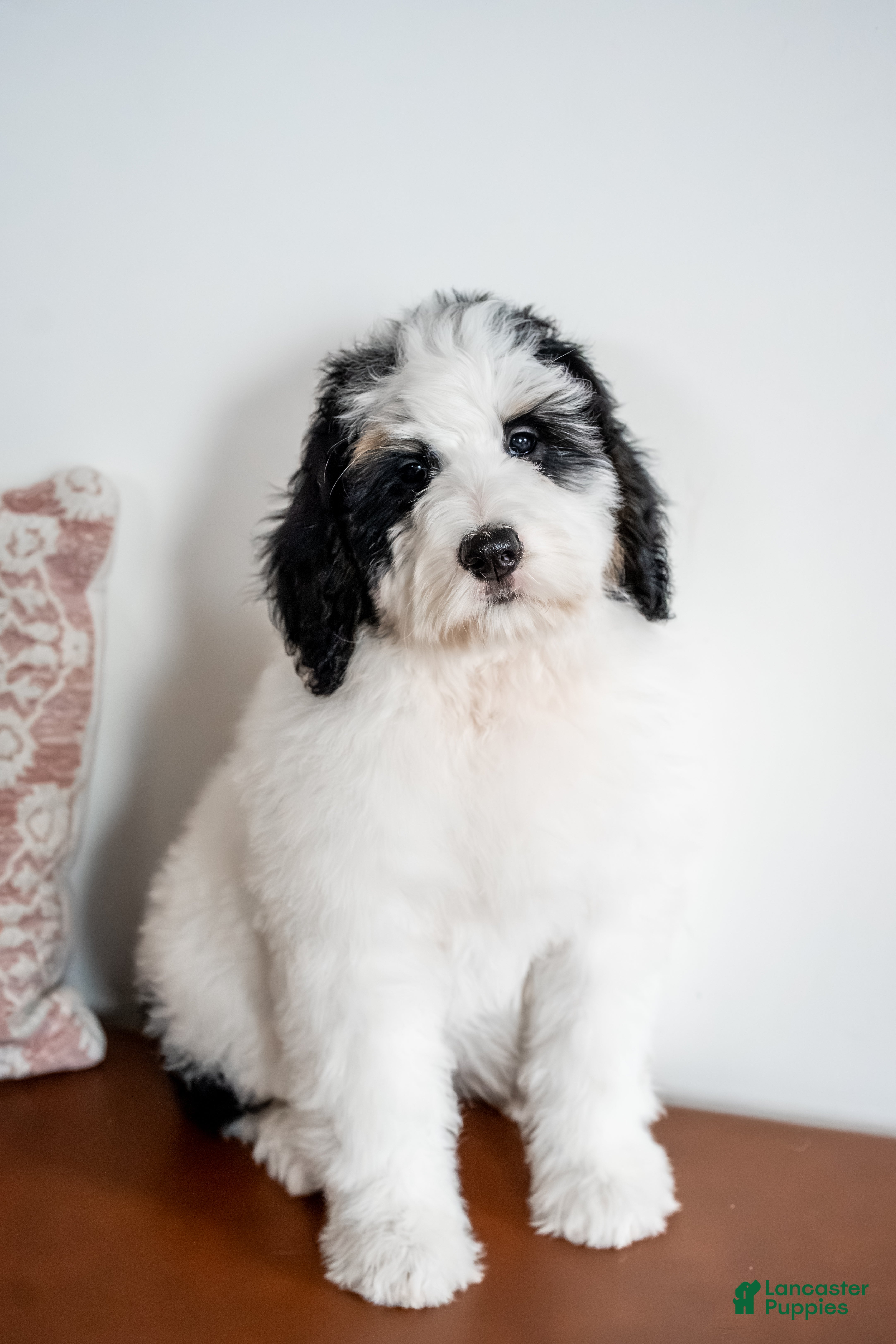 Bernedoodle dogs Eleanor - Ad 22
